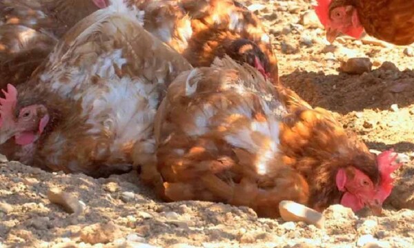 Itapúa: Tres mujeres sufrieron graves quemaduras mientras desplumaban gallinas – Prensa 5