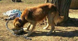 Sancionan aumento de penas de hasta 6 años de cárcel por maltrato animal » San Lorenzo PY