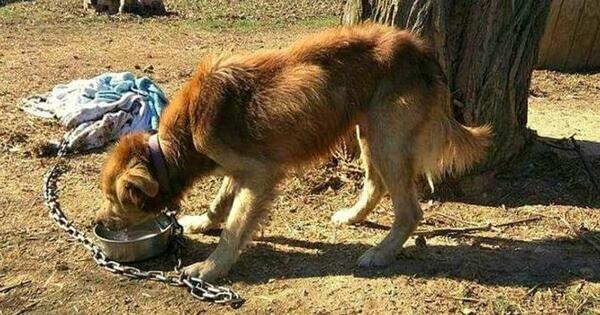 Sancionan aumento de penas de hasta 6 años de cárcel por maltrato animal » San Lorenzo PY