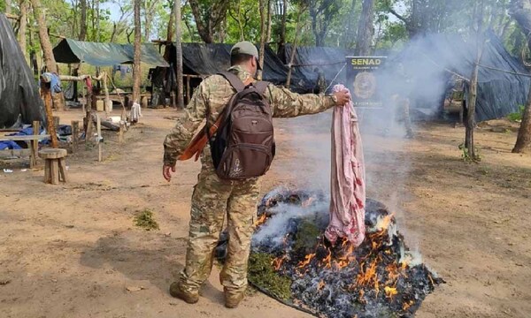 Senad destruye más de 20 hectáreas de marihuana y un moderno campamento en Bella Vista – Prensa 5
