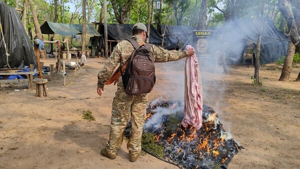 Senad destruye más de 20 hectáreas de marihuana y un moderno campamento en Bella Vista