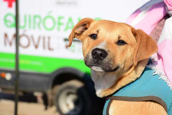 Animales más seguros: Proyecto busca reforzar penas contra autores de maltrato animal