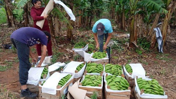 Preparan a agricultores para proveer al Programa Hambre Cero