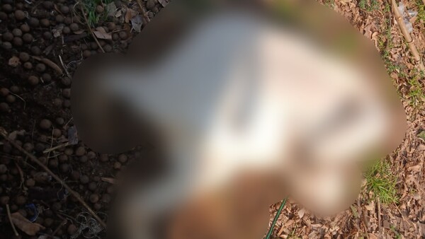 Gatillo fácil: Acusan a uniformado de haber disparado contra unos animales