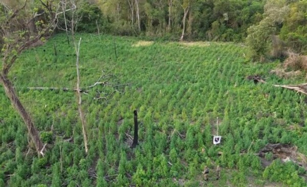 Destruyen 7 hectáreas de marihuana en etapa de crecimiento y cosecha