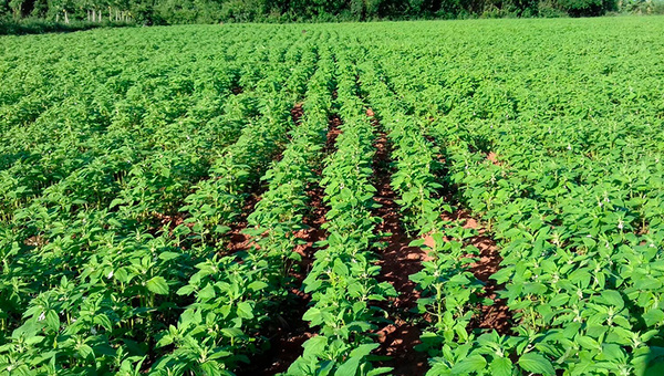 Productores de sésamo apuntan a 50.000 hectáreas en nueva siembra para aumentar producción