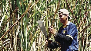 Cambios en ley de etanol “beneficiará a grandes ingenios”