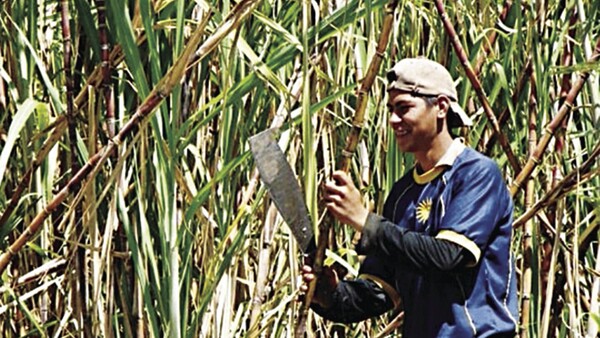 Cambios en ley de etanol “beneficiará a grandes ingenios”