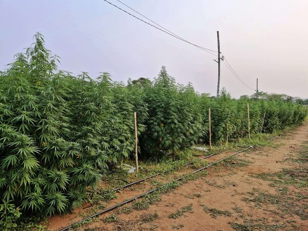 Labriegos de Alto Paraná incursionan en el rubro del cannabis industrial - La Clave