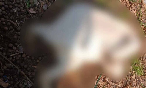 Gatillo fácil: Acusan a uniformado de haber disparado contra unos animales – Prensa 5