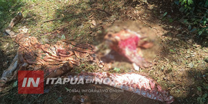 UN HECHO DE ABIGEATO SE REGISTRÓ EN CNEL. BOGADO - Itapúa Noticias