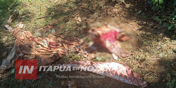 UN HECHO DE ABIGEATO SE REGISTRÓ EN CNEL. BOGADO - Itapúa Noticias