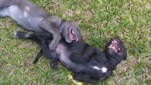 Primer condenado por matar perros es denunciado de nuevo - Noticiero Paraguay
