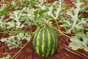 Productor de Minga Guazú se prepara para cosechar más de 1.200 sandías - La Clave