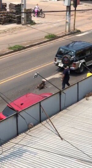 (VIDEO) Karai arrastró con su vehículo a un firulais y será procesado