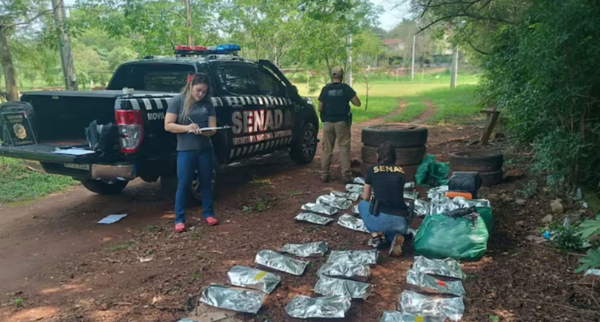 SENAD incauta 90 kilos de marihuana tipo “Skunk” en Ciudad del Este