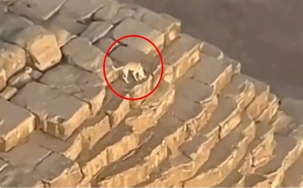 Sorprenden a un perro en la cima de la pirámide de Giza - Unicanal