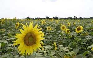 Mar de flores amarillas: encantador cultivo de girasol al costado de la ruta PY02 - ABC en el Este - ABC Color