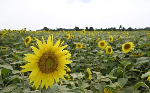 Mar de flores amarillas: encantador cultivo de girasol al costado de la ruta PY02 - ABC en el Este - ABC Color