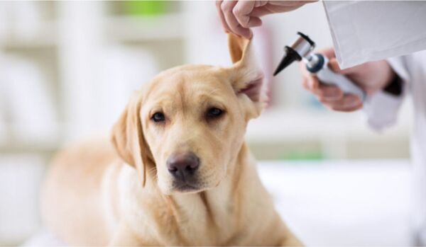 Jornadas gratuitas de atención veterinaria en Asunción