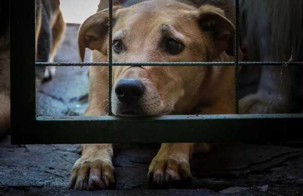 Penas más duras para el maltrato animal - San Lorenzo Hoy