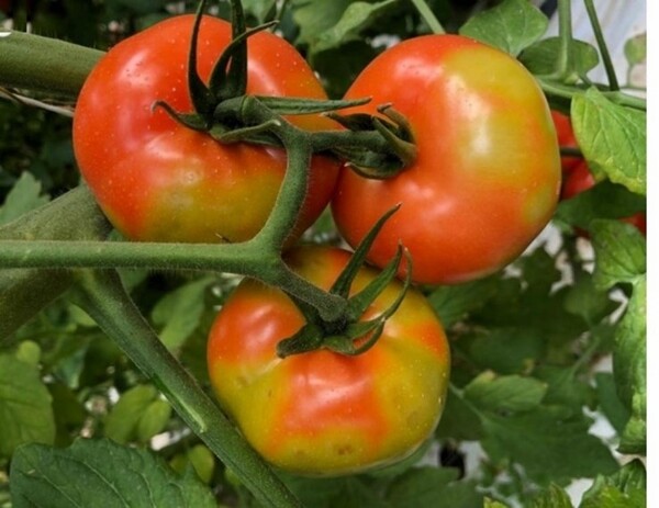 Productores ofrecen tomate a G. 3.000 el kilo en ferias de Asunción y Central - ADN Digital