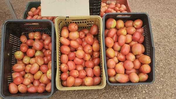 Crisis del tomate: Paraguay logra histórica exportación de tomate a Argentina