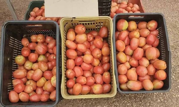 Crisis del tomate: Paraguay logra histórica exportación de tomate a Argentina – Prensa 5