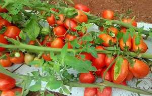 Exportación histórica: Paraguay exportará tomate a Argentina por primera vez en 70 años - Nacionales - ABC Color