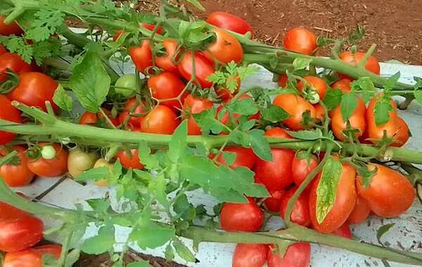 Exportación histórica: Paraguay exportará tomate a Argentina por primera vez en 70 años - Nacionales - ABC Color