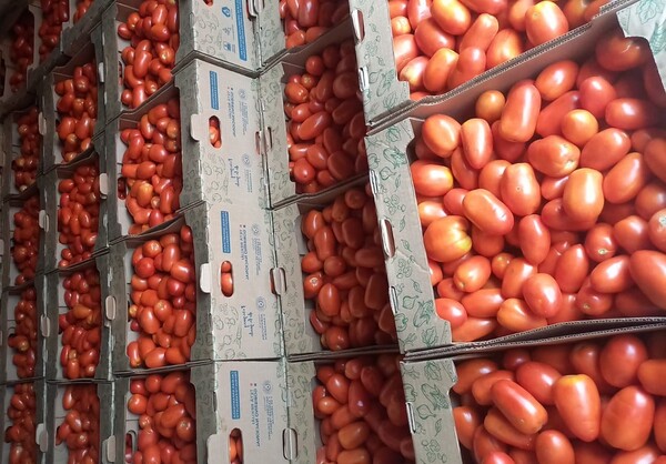 Paraguay envía primera carga de tomates a Argentina y MAG busca producción constante - .::Agencia IP::.