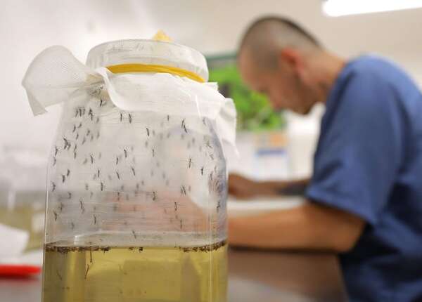 Dengue: persevere en el control de criaderos después de cada lluvia - Nacionales - ABC Color