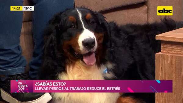 ¿Sabías esto?: aseguran que llevar perros al trabajo reduce el estrés - Ensiestados - ABC Color