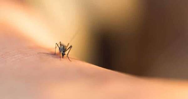 La Nación / Tras lluvias reaparecen casos de dengue e instan a limpiar las casas para eliminar criaderos