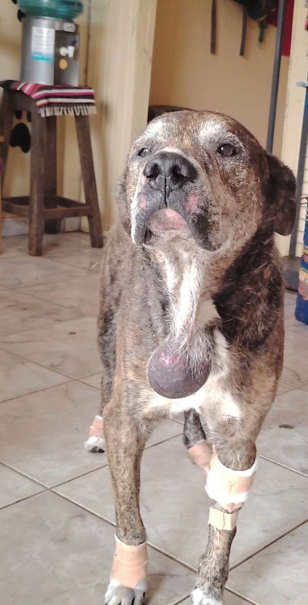 Rescatan a perros y denuncian caso de maltrato animal en Villarrica - Policiales - ABC Color