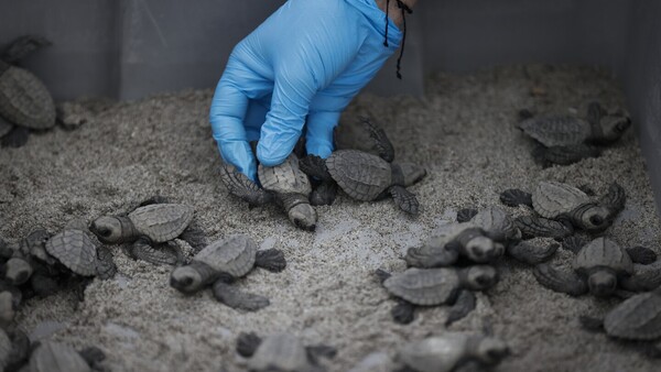 Liberan 280 bebés de tortuga lora, especie vulnerable, en una playa de Panamá
