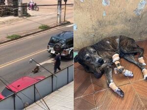 ¿Se acuerdan del infeliz que arrastró a un jagua’i en Villarrica? Defensa Animal rescató al firu y denunció al arriero