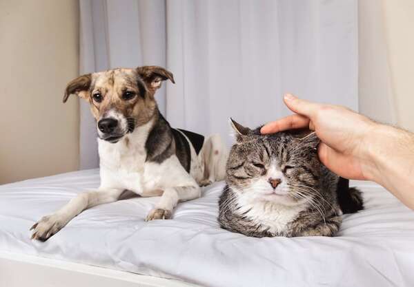 Cuando nuestra mascota envejece: cómo alimentar a un perro o gato viejito - Mascotas - ABC Color