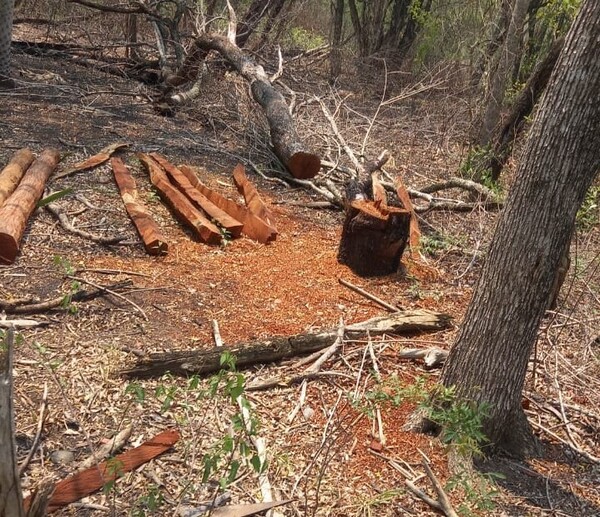 Otro nuevo caso de tala de especies nativas en el Chaco, más de 150 postes de árboles hallados