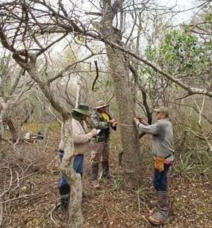 MADES avanza en la conservación del Palo Santo en Alto Paraguay