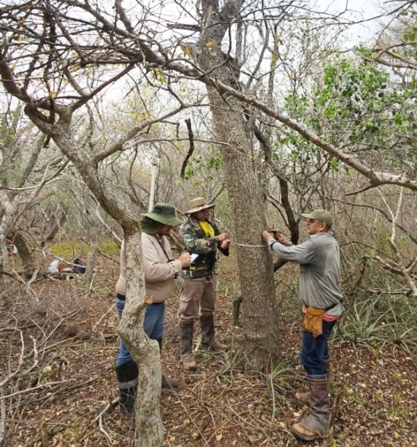 MADES avanza en la conservación del Palo Santo en Alto Paraguay