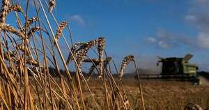 La Nación / Envíos de trigo zafra 2023 finalizaron con más de 378.000 toneladas