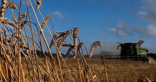La Nación / Envíos de trigo zafra 2023 finalizaron con más de 378.000 toneladas