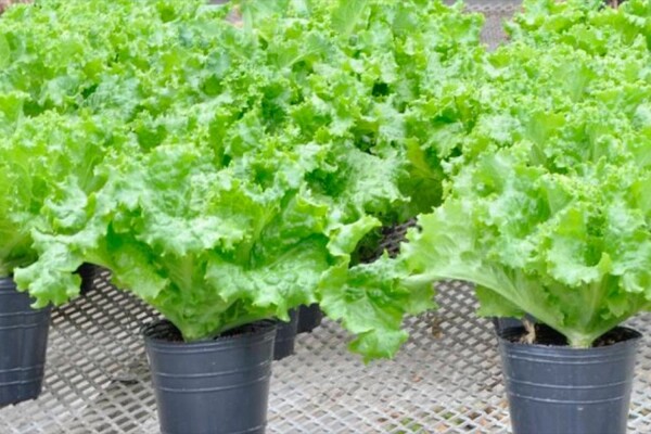 Nace la "lechuga cisne": crespa y con más hojas - San Lorenzo Hoy