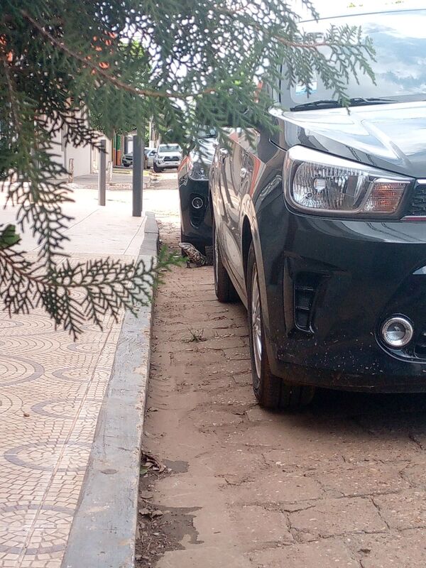 Aparece enorme teju guasu en pleno Centro de Concepción
