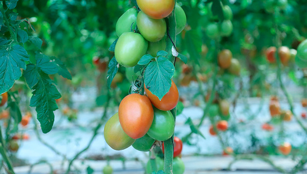 De Paraguay para el mundo: Agricultores concretan primera exportación de tomates