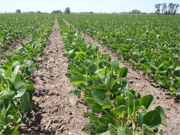 Agricultor recomienda monitorear los precios y empezar con venta escalonada - La Clave