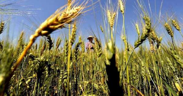 La Nación / Según Capeco, calidad del trigo está mejorando al igual que el ritmo de las exportaciones
