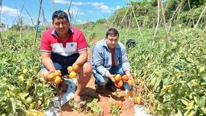 Esperanza para los agricultores: exportan tomates a buen precio a la Argentina - Nacionales - ABC Color