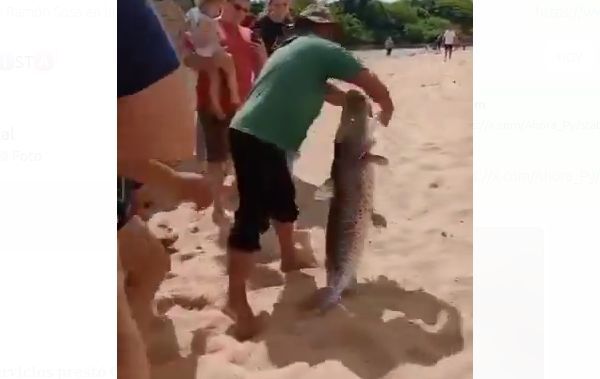 (VIDEO). Pescaron un enorme surubí en el río Tebicuary